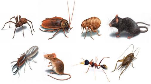 pests-Envirotech-wildlife-removal-pest-control
