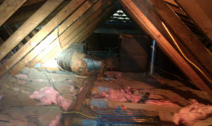 Raccoon Problem in Attic