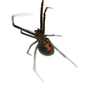 Black Widow Spider Control