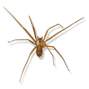 Fiddleback brown recluse spider control