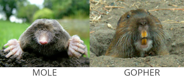 mole-golpher