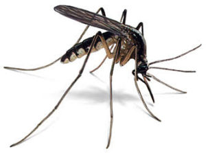 mosquito Control Services Broken Arrow, Tulsa, Jenks, Bixby, Coweta, Oklahoma