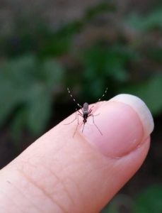 Aedes Mosquito