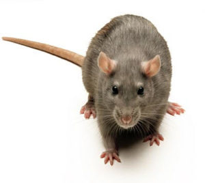 mouse-tulsa pest control