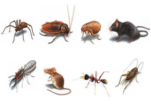 Pest Control Services Broken Arrow, Jenks, Bixby, Coweta, Tulsa, Oklahoma