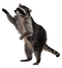 racoon