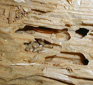 termites-in-wood