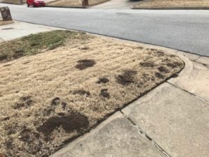 Moles in Tulsa Yard